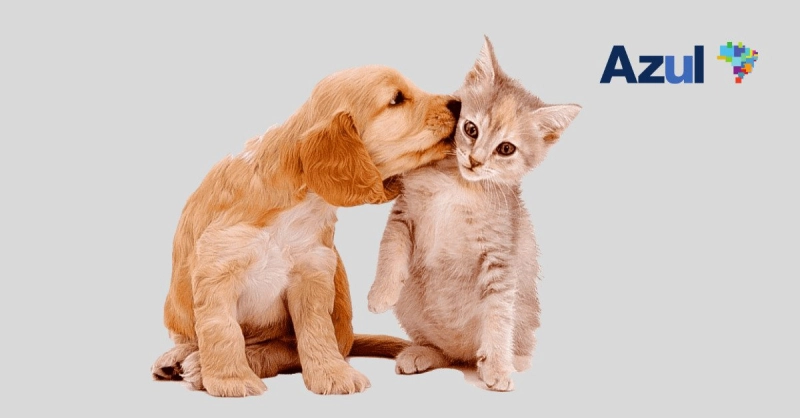 Azul Reajusta Tarifa de Pets na Cabine: Novos Valores Aqui